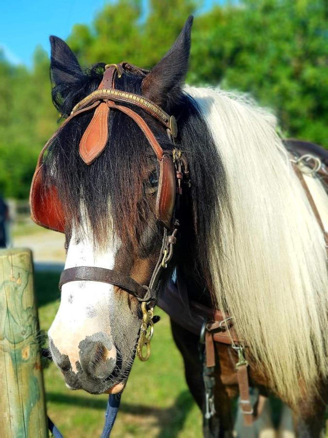 Les Chevaux De L'Hippocampe Hotel Mont-Dol Bagian luar foto